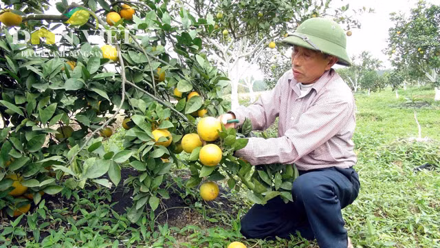 Cam Xa Doai 70.000 dong mot qua ma khong du ban