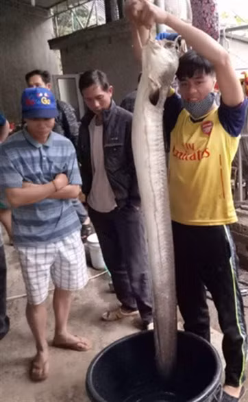 Phat hien ca lech dai gan 2m mac can trong ho nuoc