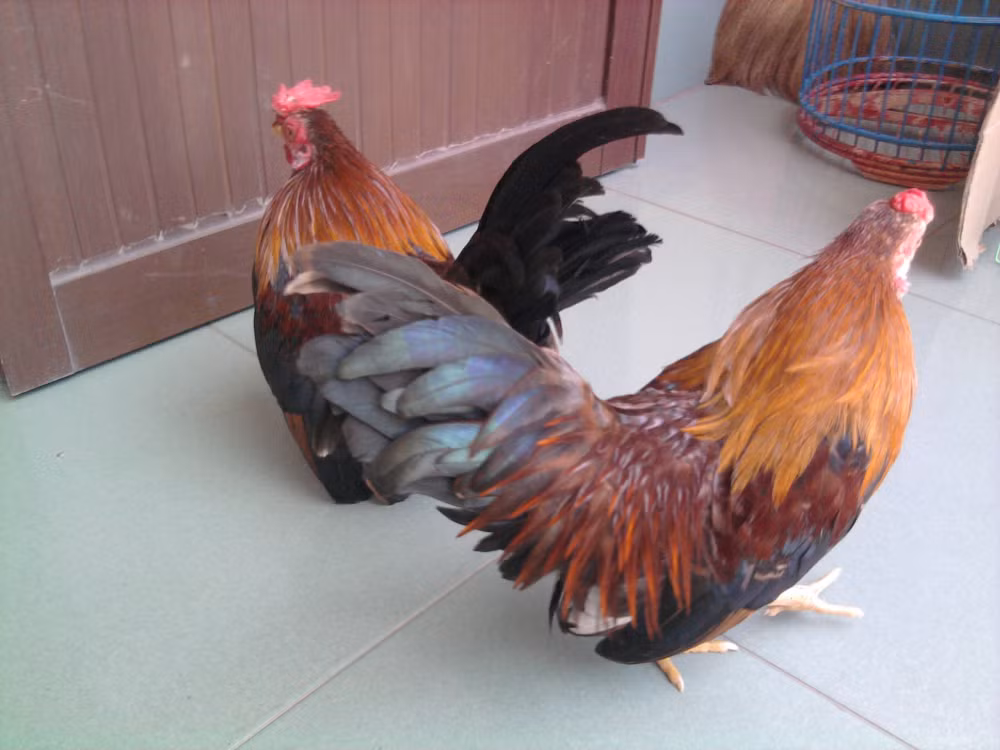 Meo luoc ga vang ong de cung le hoa vang