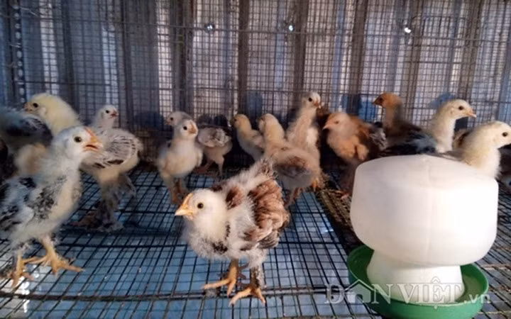 Giống gà kỳ lân khổng lồ yêu cầu chăm sóc công phu. Nguồn ảnh: Zingnews.