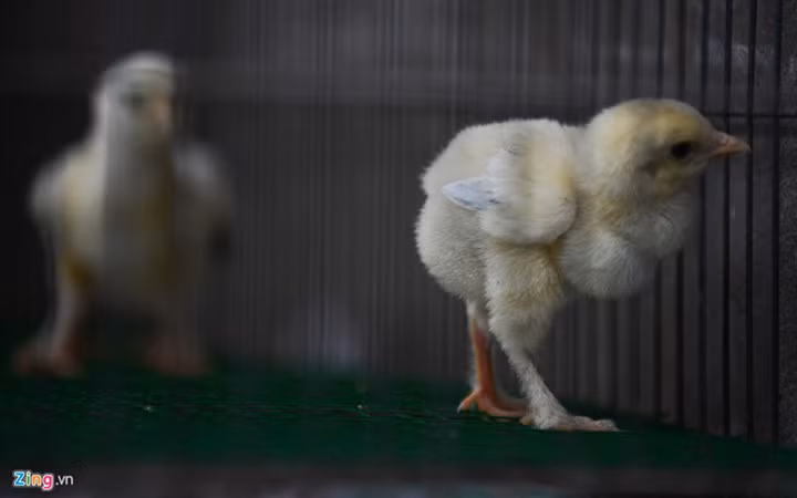 Gà con khi mới nở đã có lông dưới dân, khỏe mạnh và lớn nhanh. Nguồn ảnh: Zingnews.