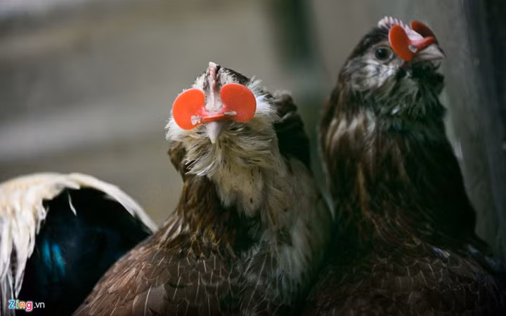 Gà kỳ lân có 2 màu chủ đạo là màu xám tro hay xám trắng với con mái. Nguồn ảnh: Zingnews.