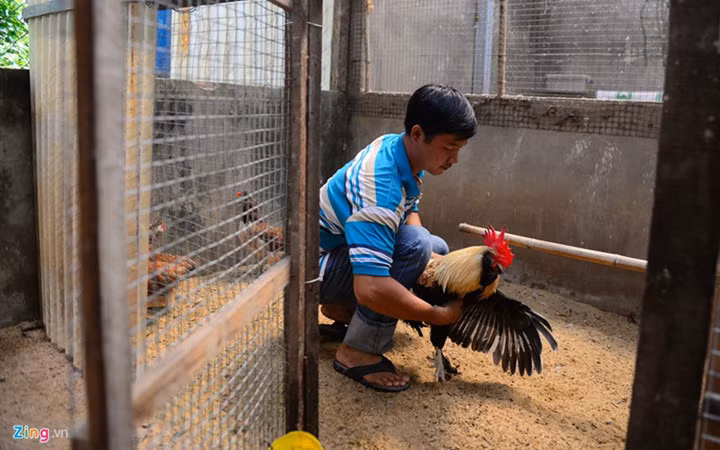 Con trống có màu vàng trắng, vàng chuối là chủ yếu. Nguồn ảnh: Zingnews.