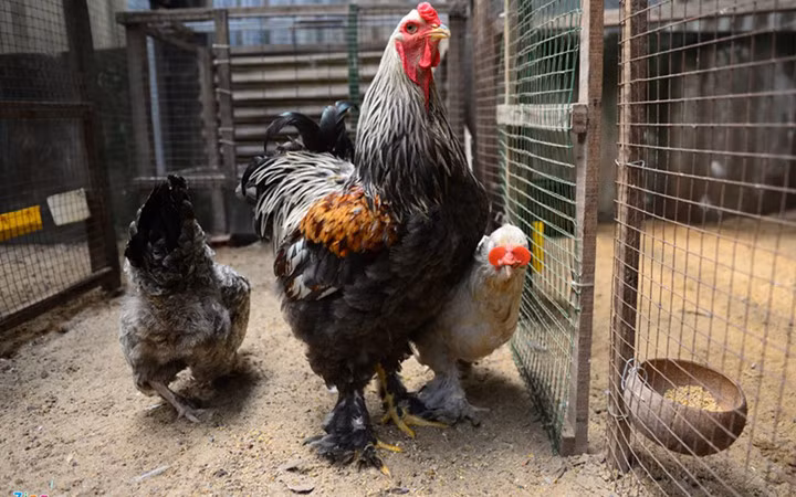 Gà kỳ lân trưởng thành khoảng 25 triệu đồng/cặp trên dưới 10kg/con. Nguồn ảnh: Zingnews.