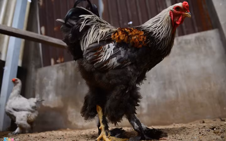 Tuy giống gà kỳ lân khổng lồ thuộc loại có tập tính hiền, nhưng với những con cùng loài gà cũng hay tấn công. Nguồn ảnh: Zingnews.