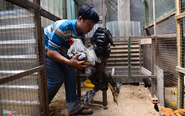 Đây là con gà kỳ lân có ngoại hình lớn ước đạt khoảng 7-8 kg. Nguồn ảnh: Zingnews.