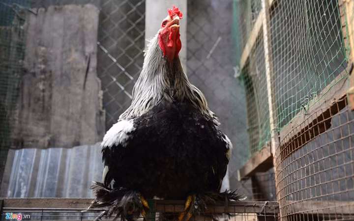 Du nhập vào Việt Nam hơn một năm nay, chủ yếu để mua về làm sinh vật cảnh, mặc dù giống gà này tại nước ngoài chuyên cho trứng và thịt. Nguồn ảnh: Zingnews.
