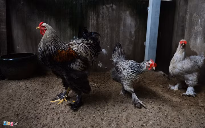 Tại trại gà kỳ lân khổng lồ chủ yếu bán qua mạng và cho bạn bè cùng đam mê chơi gà mua để bán lại. Nguồn ảnh: Zingnews.