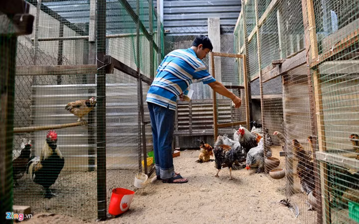 Bắt đầu nuôi gà “khổng lồ” (hay còn được gọi là gà Brahma) hơn 1 năm trở lại đây, anh Lê Ngọc Phước, chủ trại gà tại đường Hà Huy Giáp, quận 12, cho biết, anh nuôi và nhân giống gà kiểng được gần 5-6 năm. Nguồn ảnh: Zingnews.