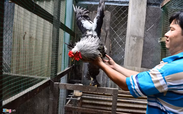 Giống gia cầm này từng sản xuất trứng cho thị trường Paris (Pháp) trong những năm đầu của thế kỷ XX. Nguồn ảnh: Zingnews.