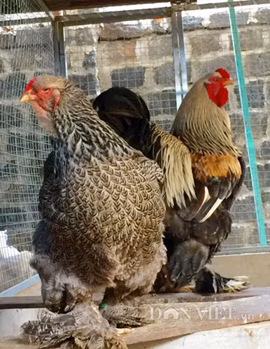 Gần đây, dân chơi gà tại TP HCM rộ phong trào nuôi giống gà kỳ lân năm ngón “khổng lồ” nhập từ Pháp. Nguồn ảnh: Zingnews.