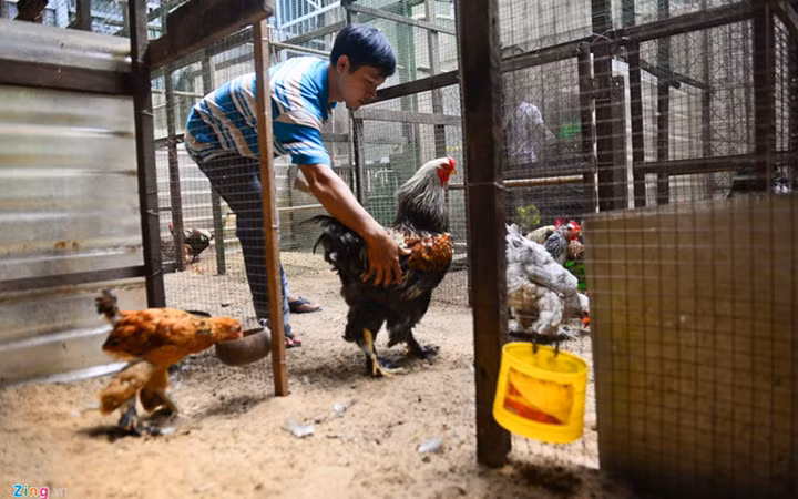 Giống gà này lớn con, ngoại hình đẹp, giá gần 15 triệu đồng/cặp nhỏ. Nguồn ảnh: Zingnews.