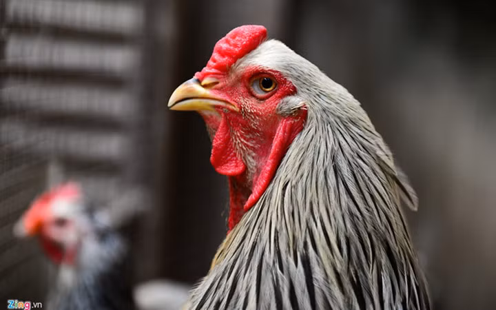 Giống gà kỳ lân khổng lồ có hai chùm lông như bộ râu xòe rộng ra 2 bên má, chân lông rậm tới chân. Nguồn ảnh: Zingnews.