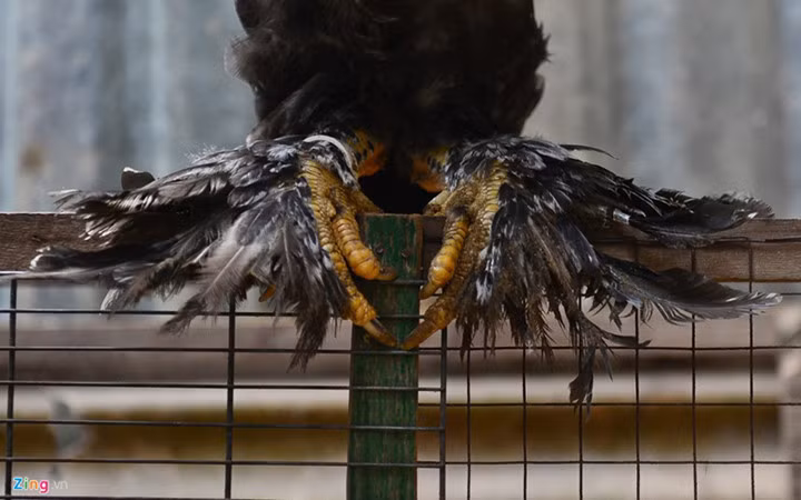 Gà có 5 ngón trên mỗi bàn chân và 3 cựa rất khỏe. Nguồn ảnh: Zingnews.