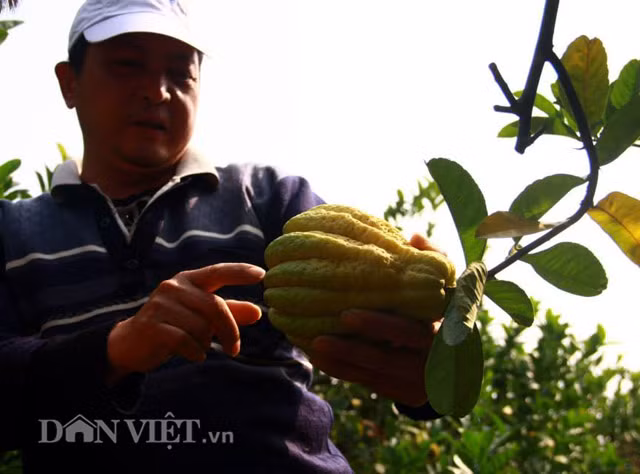 Có hơn 7 sào phật thủ đã được thương lái đến mua từ mấy tháng trước và đánh dấu thắt nơ từng quả, anh Tuân (Thôn Đông, Đắc Sở, Hoài Đức, Hà Nội) hào hứng chia sẻ với phóng viên Ngon Sạch Lạ: "Phật thủ năm nay nhìn chung không được to, đẹp như mọi năm nhưng vẫn xuất hiện nhiều "quái kiệt" và được thương lái chú ý từ những ngày đầu nhưng tôi vẫn chưa muốn bán". Ảnh: Dân Việt