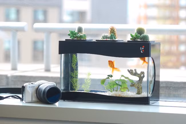 Vat phong thuy cho nam Dinh Dau sung tuc-Hinh-4