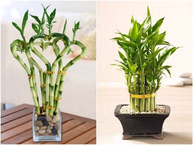 Vat phong thuy cho nam Dinh Dau sung tuc-Hinh-3