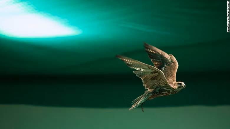 Bệnh viên có hai chuồng chim lắp điều hòa, nơi chim ưng được tự do bay lượn. Đây cũng là nơi cho chúng thay lông vào mùa hè.