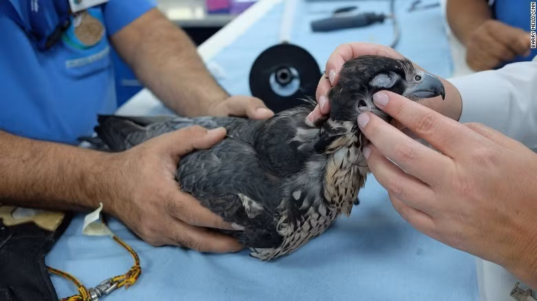 Bà Müller vạch tai một con chim ưng. Bà đã làm việc với chúng hơn 20 năm và ngày càng gắn bó với loài chim này.