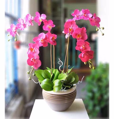 Phong lan đã trở thành biểu tượng của sự sang trọng và tinh tế. Vì lẽ đó, nhiều người tin rằng trưng phong lan trong những ngày Tết sẽ mang đến sự khang thịnh và giàu sang cho gia chủ. Ảnh: VOV.