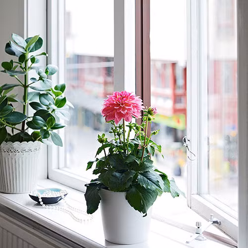 Hoa thược dược là một trong những loài có hương thơm mềm mại. Không chỉ thể hiện sự lãng mạn, trong phong thủy, nó thường được dùng với ý nghĩa là phương pháp hòa giải những vướng mắc trong tình yêu. Đặc biệt là hoa thược dược hồng. Ảnh: VOV.