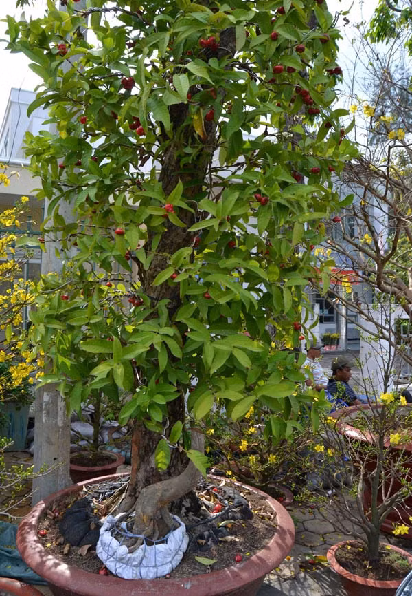 Chiem nguong cay man Thai kieng “khung” nhat mien Tay-Hinh-2