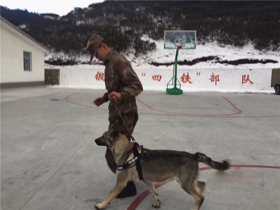 Những chú chó đóng quân ở các khu vực có điều kiện thời tiết khắc nghiệt ở Trung Quốc đều phải qua tuyển chọn cực kỳ kỹ càng nghìn con có một vì nếu sức khỏe không đủ tốt sẽ rất dễ đổ bệnh gây ảnh hưởng lớn đến khả năng chiến đấu và thính giác. Nguồn ảnh: QQ.