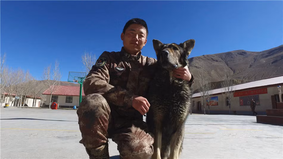 Mặc dù vậy, những chú chó bị quân đội thải hồi do không đủ tiêu chuẩn phục vụ trong quân ngũ cũng vẫn là những con chó cực kỳ thông minh và khỏe mạnh, có giá rất cao khi được bán ra thị trường. Bản thân những người chơi chó cũng thường săn đón những chú chó cực kỳ thông mình này. Nguồn ảnh: QQ.