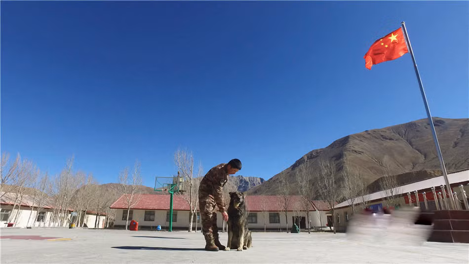 Thậm chí những chú chó Quân đội Trung Quốc còn biết đứng nghiêm chào cờ theo đúng tác phong của một quân nhân thực thụ. Nguồn ảnh: QQ.