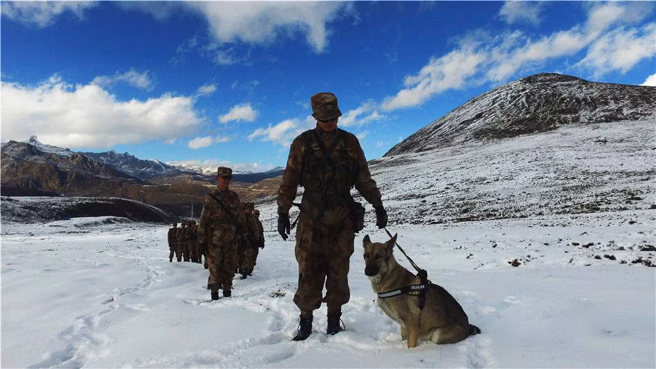 Trong thế chiến thứ hai thậm chí Liên Xô còn có một lực lượng chó cảm tử chuyên đeo bọc phá chui vào gầm xe tăng Đức. Lực lượng này ám ảnh lính Đức đến nỗi sỹ quan Đức đã phải ra lệnh bắn chết bất cứ con chó nào mà binh lính nhìn thấy. Nguồn ảnh: QQ.