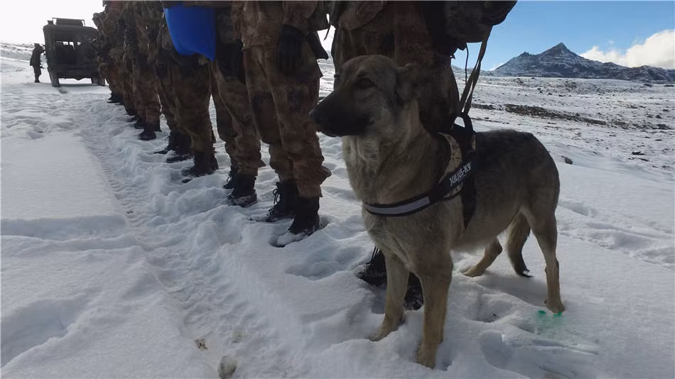 Những chú chó quân đội này thường được lựa chọn thực hiện những nhiệm vụ như tuần tra, truy đuổi, cận chiến với đối tượng tình nghi, đánh hơi tìm hàng cấm ở sân bay hoặc thậm chí là dò mìn, kéo dây điện thoại giữa chiến trường. Nguồn ảnh: QQ.