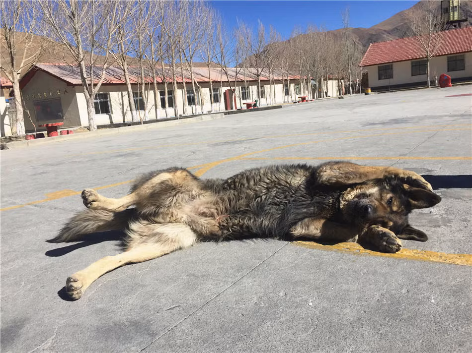 Dù vậy, ngoài những giây phút nghiêm túc thực hiện nhiệm vụ chúng vẫn sẵn sàng vui đùa và làm nũng chủ của mình giống như bản chất của mọi con vật trung thành khác. Nguồn ảnh: QQ.