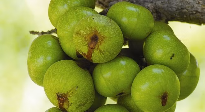 Quả sung có vị ngọt, có tác dụng kiện tỳ, ích vị, nhuận tràng… Trái sung có tên khoa học là Ficus carica, thuộc họ dâu tằm, bên trong có chứa axit béo và một số hoạt chất tốt cho tim mạch, giàu phenol. Thú vị hơn, trái sung phơi khô có tác dụng chữa sỏi mật cực kì hiệu quả.