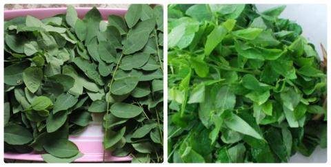 Rau ngót. Bạn nên chọn rau ngót có lá mỏng nhưng cứng. Tuyệt đối không nên mua lá rau ngót dầy mềm, hoặc lá xoăn lại, bất thường. Đó có thể là rau ngót có phun thuốc bảo vệ thực vật. Nếu nước canh rau ngót trở thành màu đen ngòm hoặc bị vẩn đục, có nhiều nhớt, nổi váng xung quanh thành nồi thì tuyệt đối không nên ăn vì đó là rau ngót dư thuốc trừ sâu.