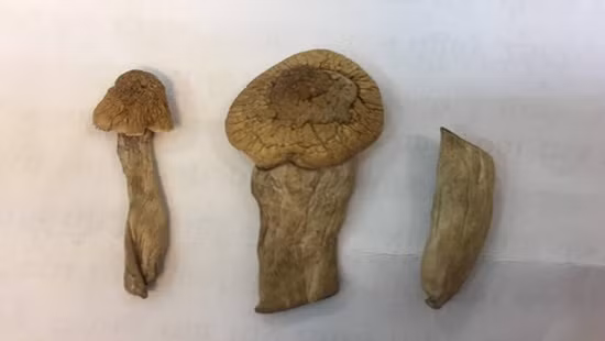 Bo Cong an dieu tra nam ma tuy moi xuat hien tai Viet Nam