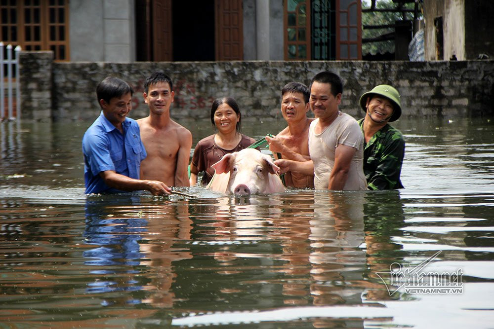 Người dân và công binh giúp dân 'hộ tống' chú lợn khỏi điểm ngập úng