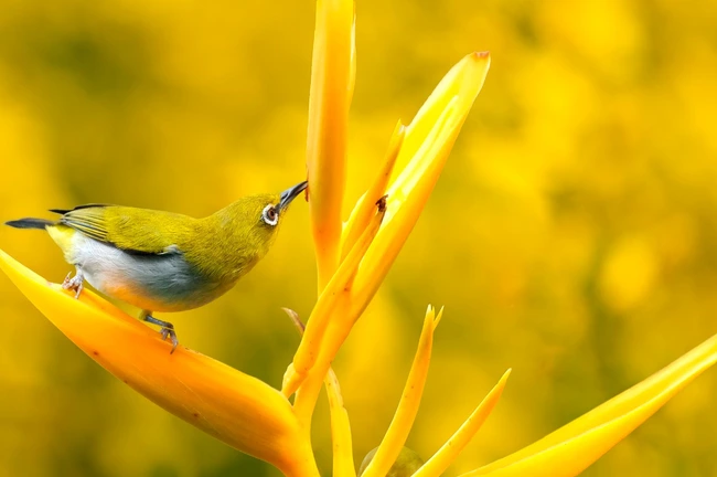 Thang 12 am, 3 con giap ket thuc Quy Mao ruc ro, tai loc doi dao-Hinh-2