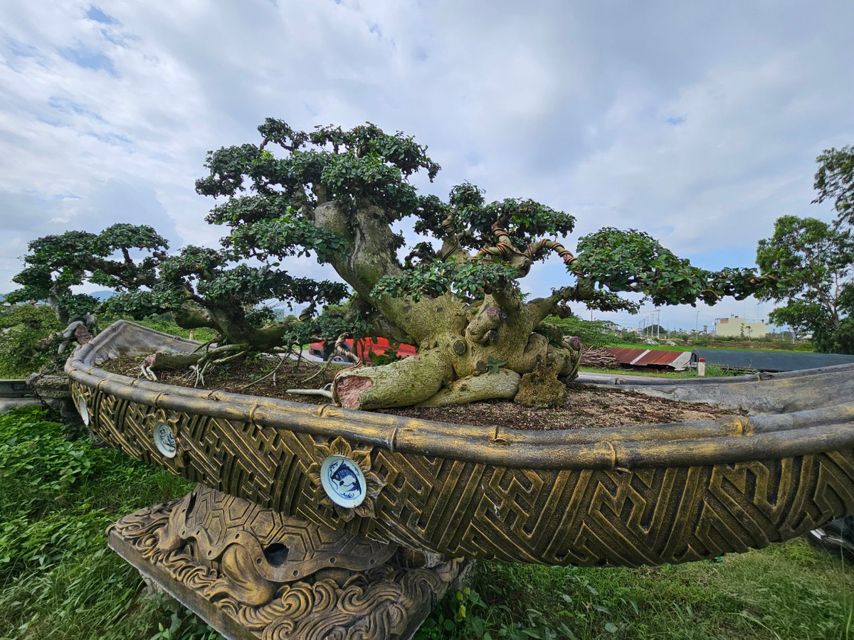 Ông H cho biết, gốc duối này có tuổi đời vài trăm năm, được đào trong tự nhiên, có dáng thế độc lạ.