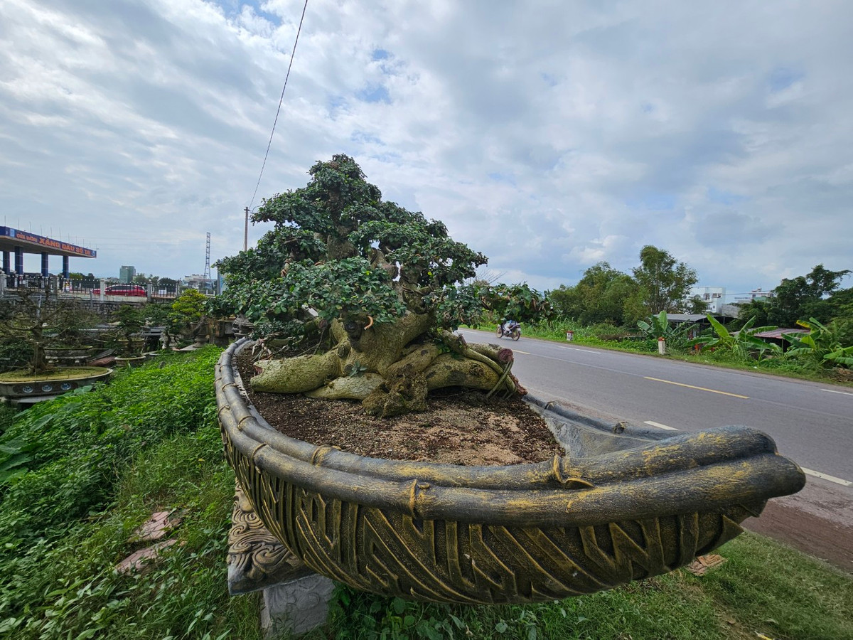 Duối là một trong những cây thân gỗ có tuổi thọ rất cao, lên đến hàng trăm năm, thậm chí cả nghìn năm. Theo quan niệm, đây là loại cây ban tài phát lộc, mang đến sự may mắn.