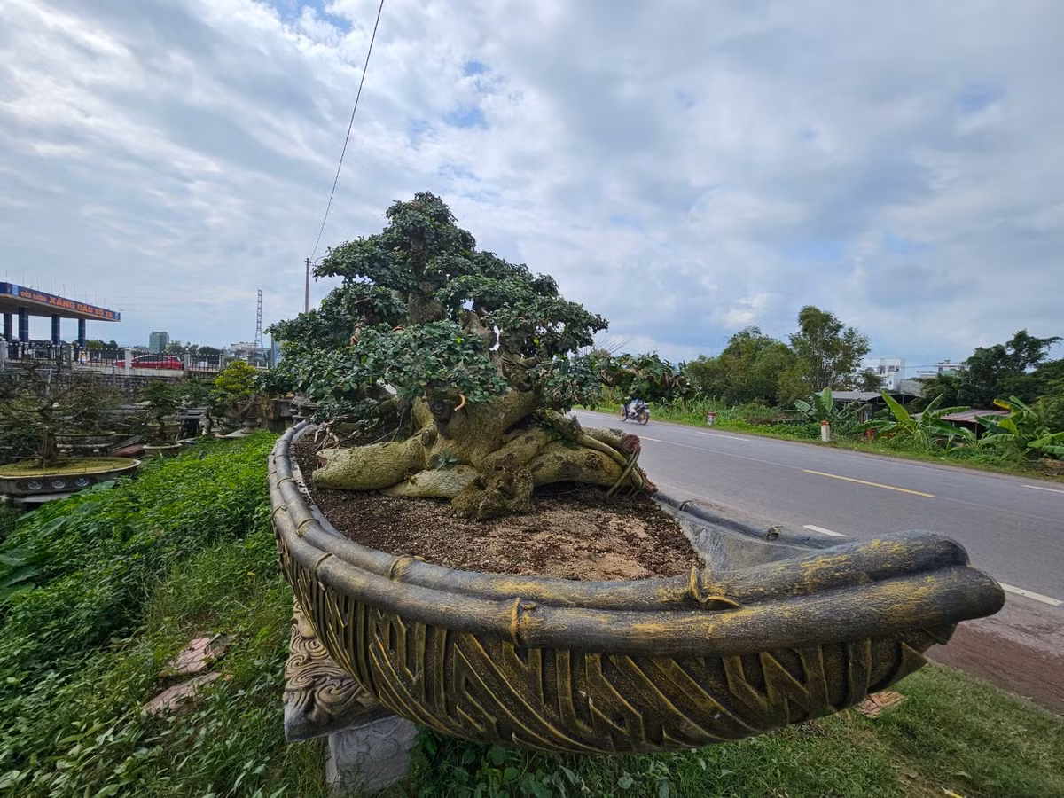 Duối là một trong những cây thân gỗ có tuổi thọ rất cao, lên đến hàng trăm năm, thậm chí cả nghìn năm. Theo quan niệm, đây là loại cây ban tài phát lộc, mang đến sự may mắn.