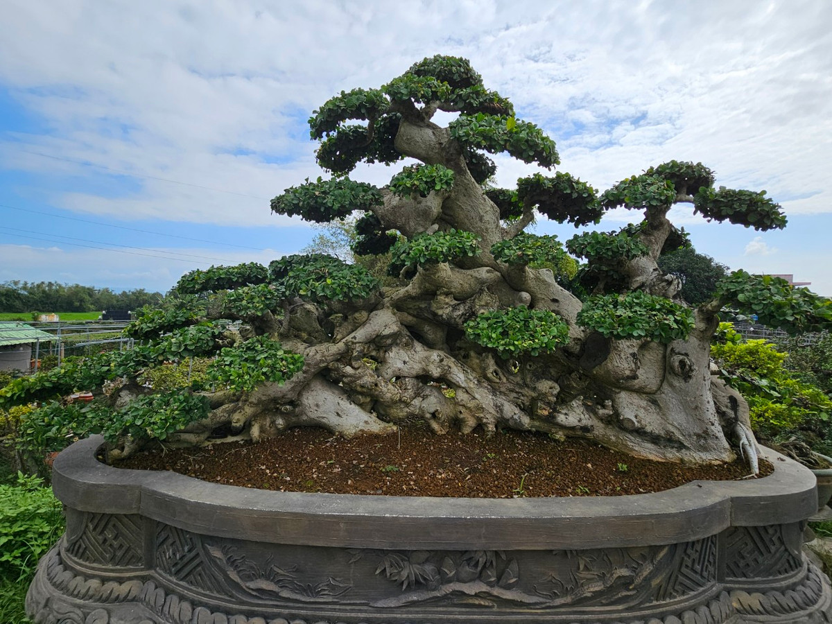 Không hiếm những cụ duối với dáng thế độc lạ được định giá tiền tỷ khiến nhiều người phải trầm trồ.