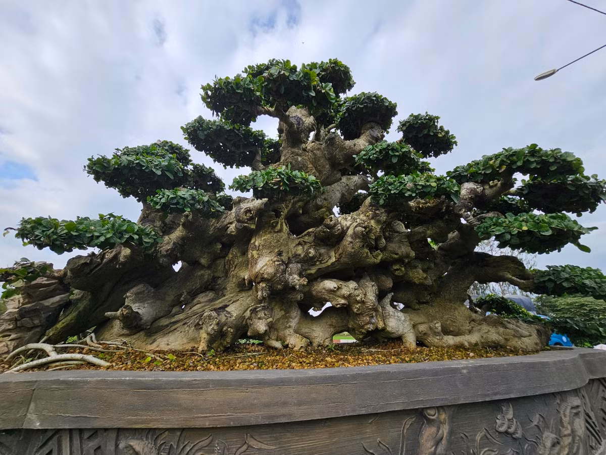 Được trưng bày ngay cạnh quốc lộ 1A, gốc duối rừng này được nhiều người là các đại gia ở trong và ngoài tỉnh đến chiêm ngưỡng và trả giá.