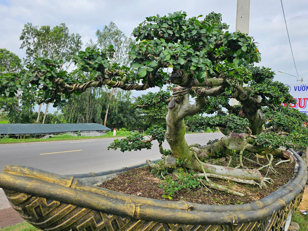 Đã có nhiều người trả giá vài trăm triệu cho gốc duối độc đáo này nhưng ông chưa đồng ý bán.