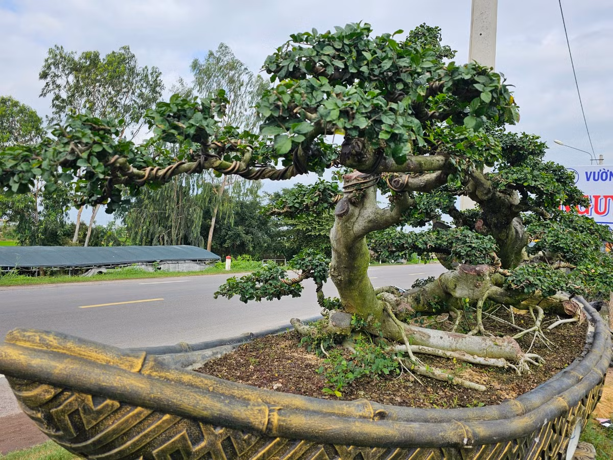 Đã có nhiều người trả giá vài trăm triệu cho gốc duối độc đáo này nhưng ông chưa đồng ý bán.