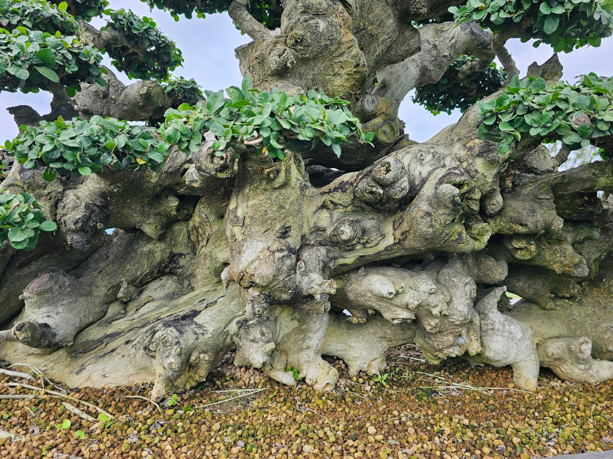 Gốc duối lùn có hình thù độc, lạ, nổi nhiều u cục.