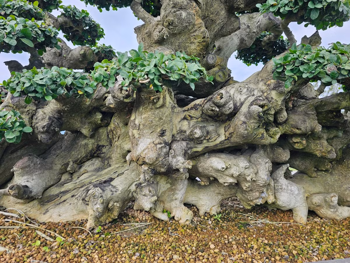 Gốc duối lùn có hình thù độc, lạ, nổi nhiều u cục.