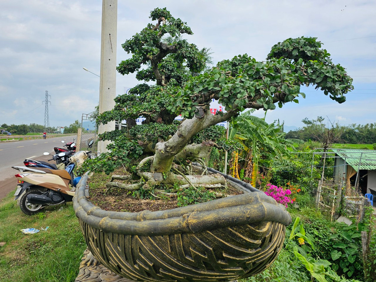 "Trong giới bonsai, duối được xem là biểu tượng cho sức sống trường tồn mang đến sự may mắn, bình an, phát tài phát lộc cho chủ sở hữu nên được nhiều người ưa thích.", ông H. cho biết.
