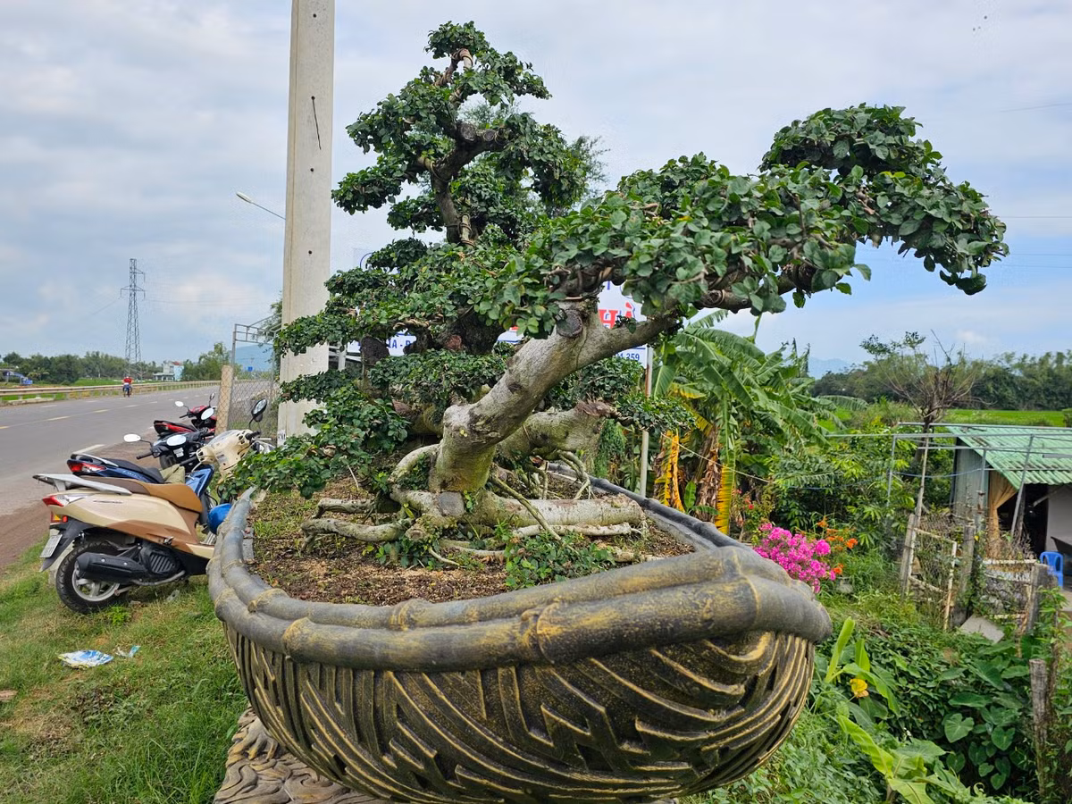 "Trong giới bonsai, duối được xem là biểu tượng cho sức sống trường tồn mang đến sự may mắn, bình an, phát tài phát lộc cho chủ sở hữu nên được nhiều người ưa thích.", ông H. cho biết.