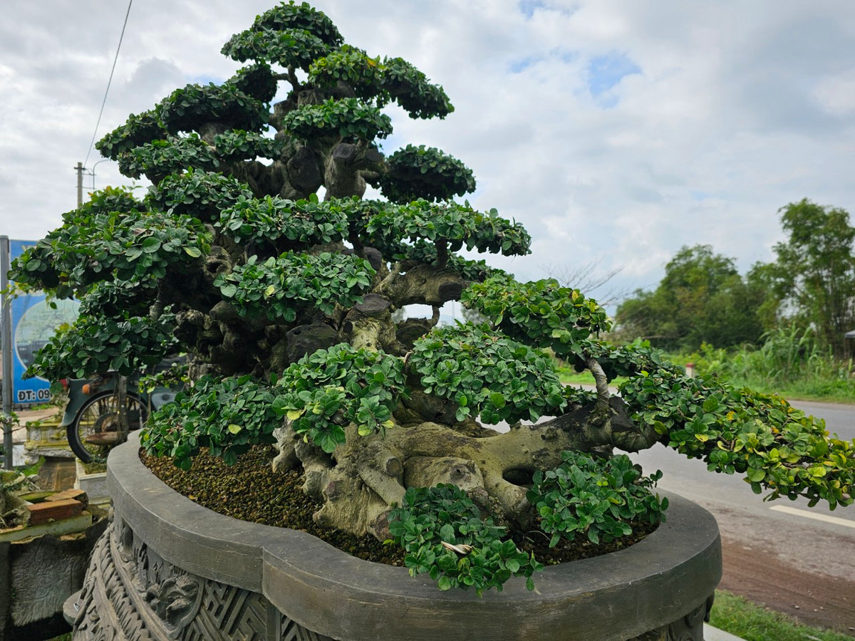 Gốc duối hơn trăm năm tuổi này đang thuộc sở hữu của một nghệ nhân ở phường Bình Định, Thị xã An Nhơn.