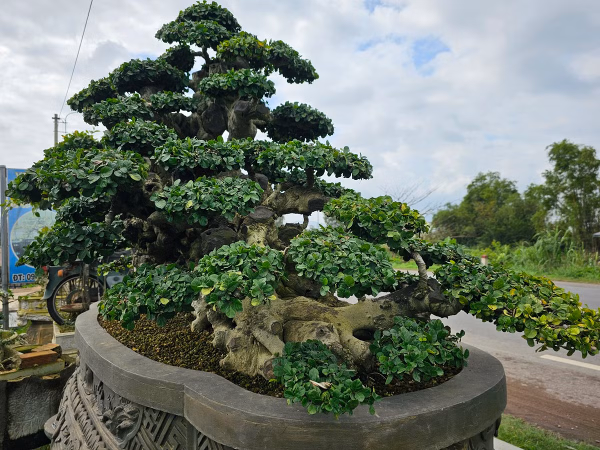 Gốc duối hơn trăm năm tuổi này đang thuộc sở hữu của một nghệ nhân ở phường Bình Định, Thị xã An Nhơn.